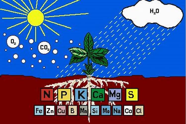 钾肥过量的危害图