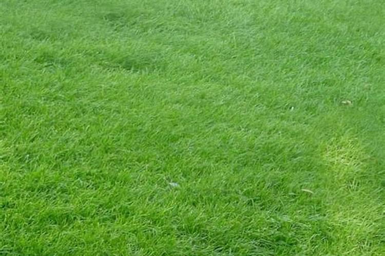 草坪在冬季如何护理？