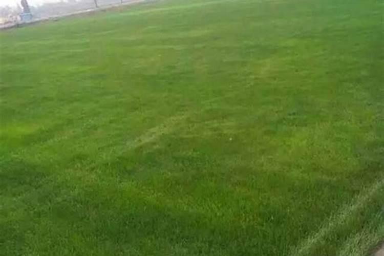 四季青草坪冬天要施肥吗