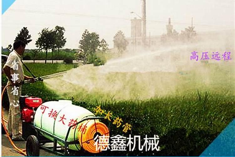 冬季早熟禾用什么肥料最好