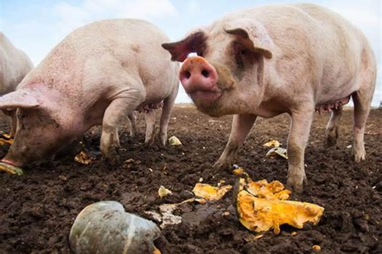 沼气池里的水粪多了怎么处理