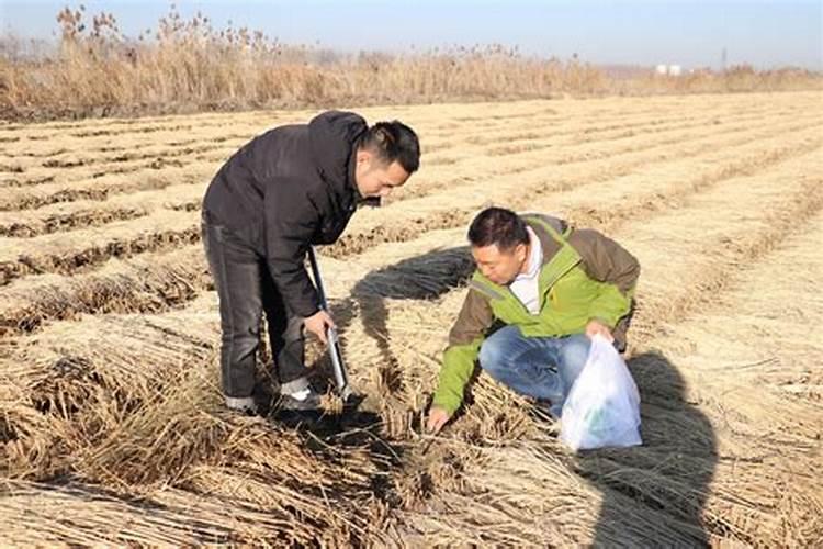 水瘦怎么快速肥水