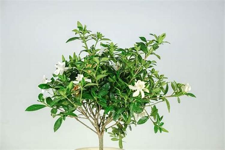 桅子花怎么浇水施肥