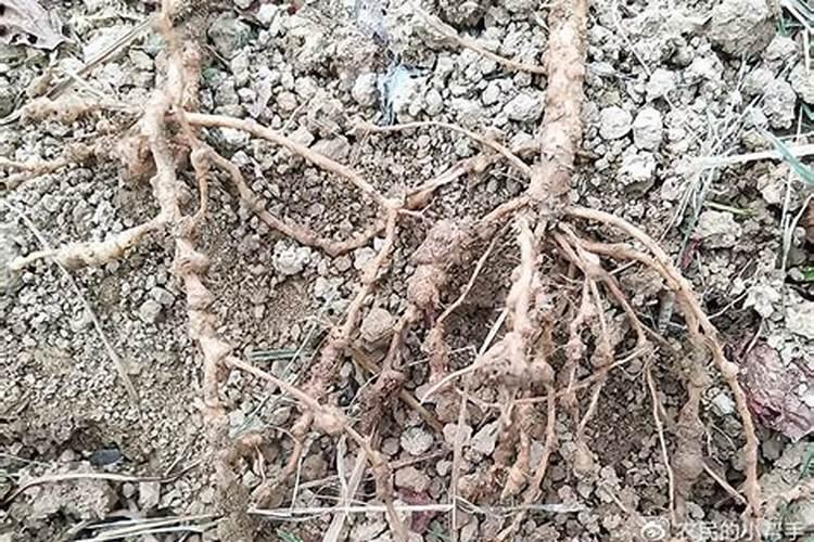 大蒜种植什么时候用肥料比较好？大蒜用昆仑风叶面肥抗病增产!