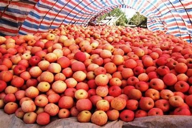 苹果个头小是什么原因