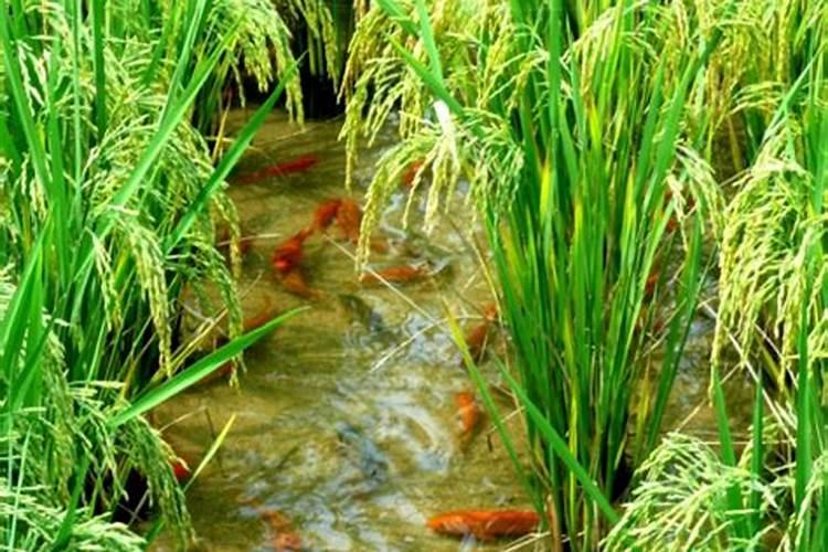 种水稻用什么肥料最好