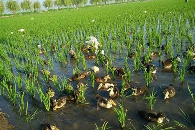 水稻用什么肥料最好