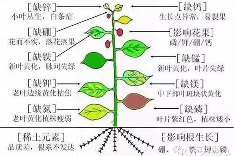养花复合肥和农用复合肥的区别  养花用复合肥好还是有机肥好