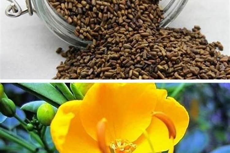 废弃的决明子能当花肥吗