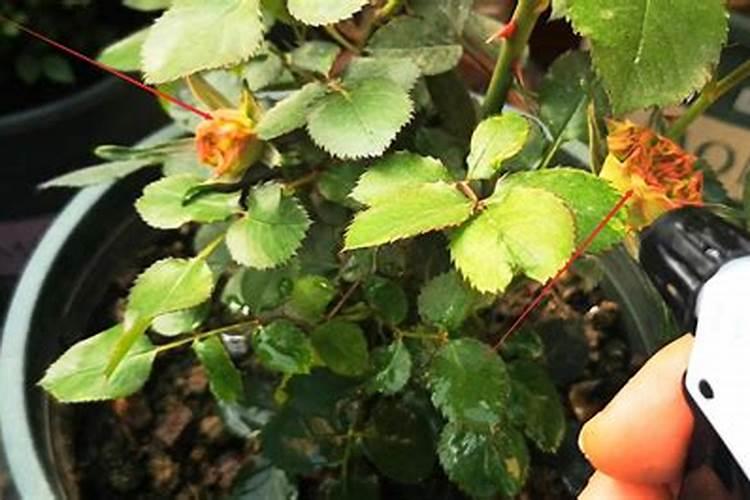 磷酸二氢钾浇月季花使用方法