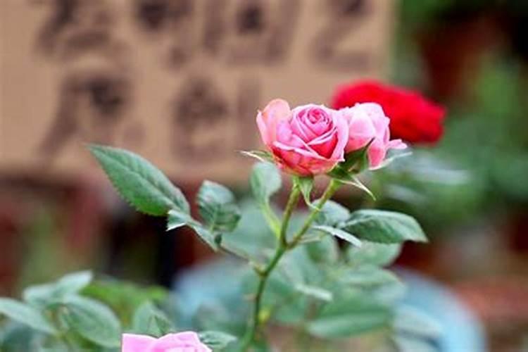 月季如何施磷酸二氢钾