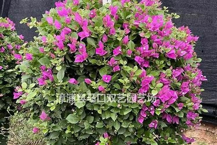 三角梅花期管理方法与要点