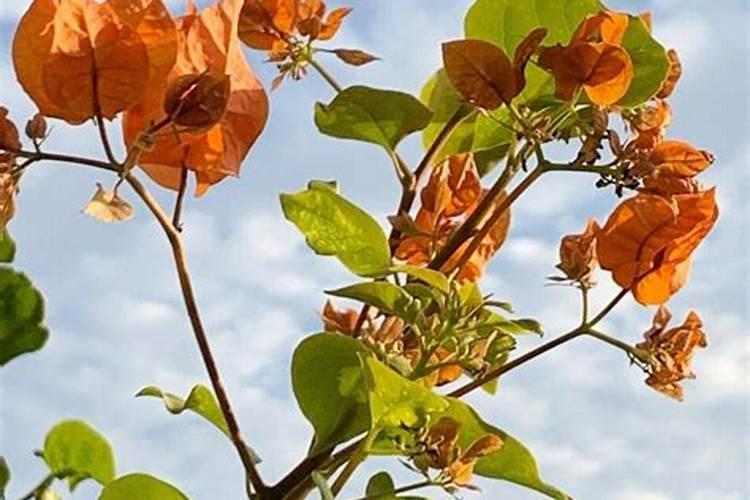 三角梅开花期间的管理