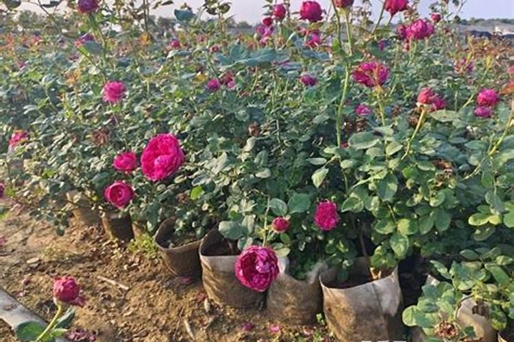 月季施什么肥开花最好