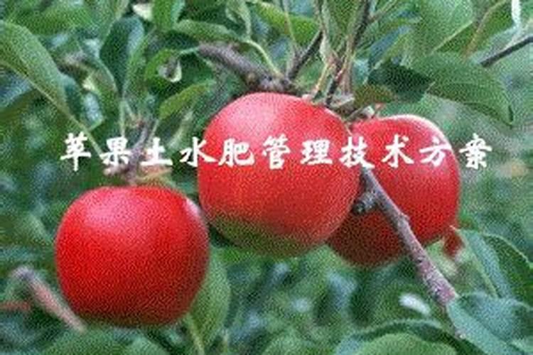 怎样进行苹果的肥水管理呢