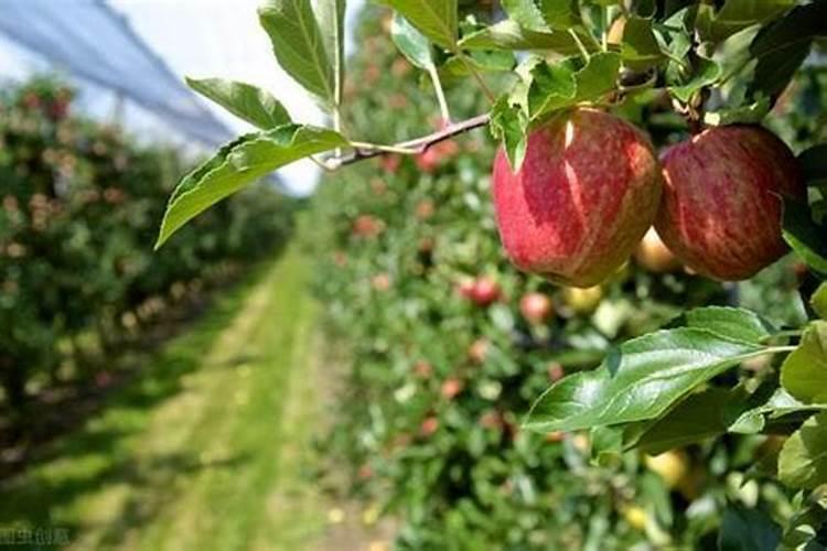 苹果促花管理技术