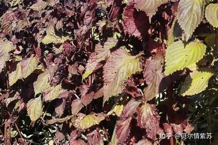 紫苏施肥用什么肥料