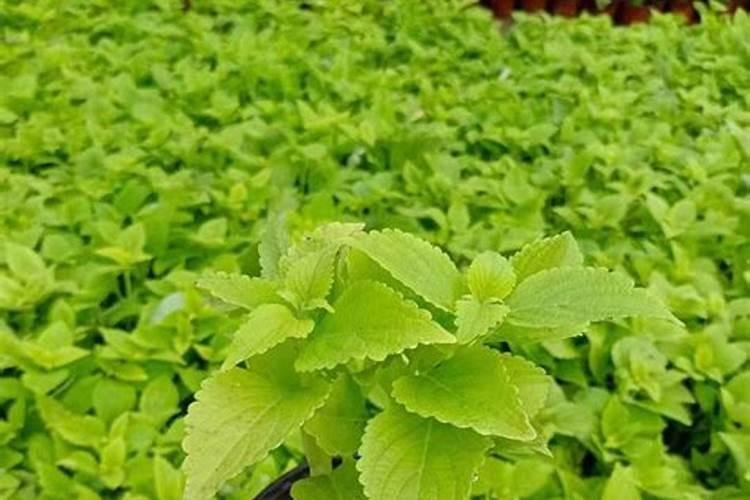 紫苏种植用什么肥料好