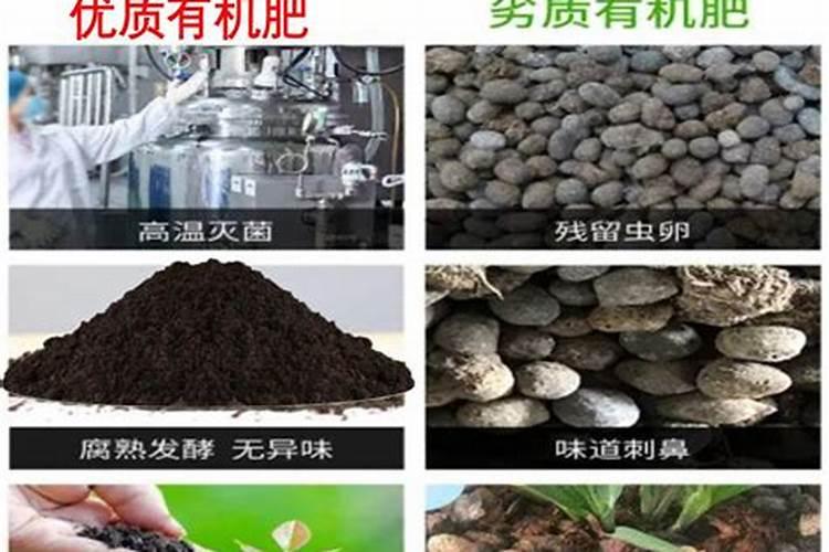 龙铁树养殖方法和注意事项