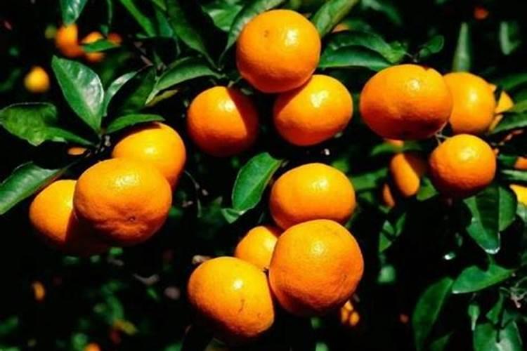 兰花施什么肥较好