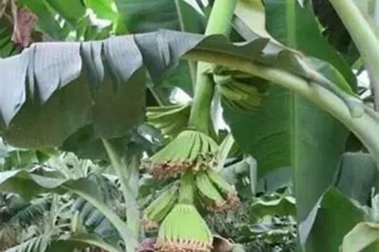 出梅入暑芝麻花是什么意思