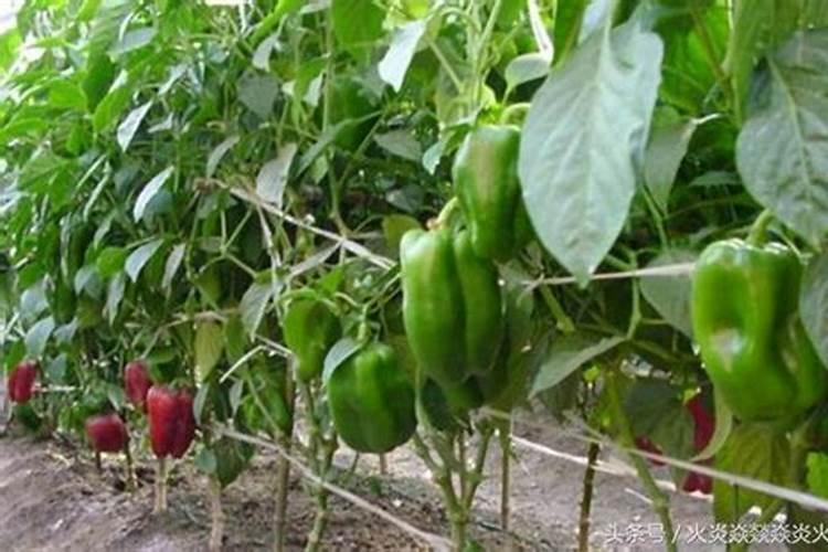 怎样用红糖做肥料