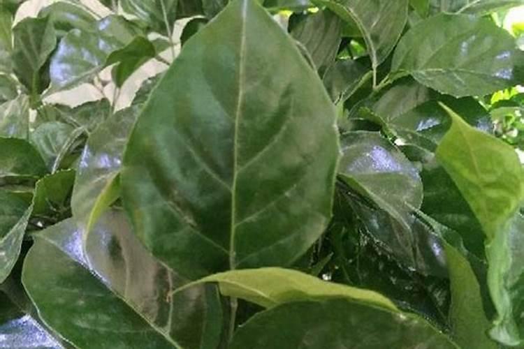 含腐植酸水溶肥料配方