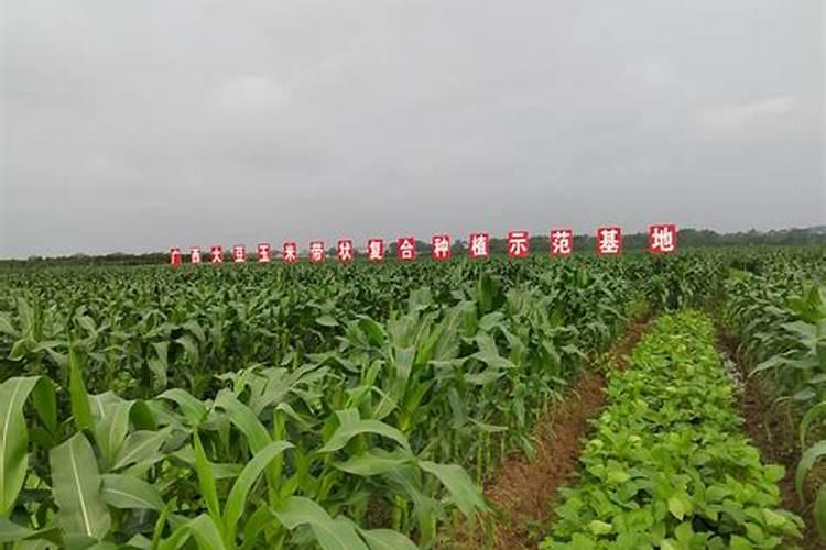 平阴玫瑰的养护方法