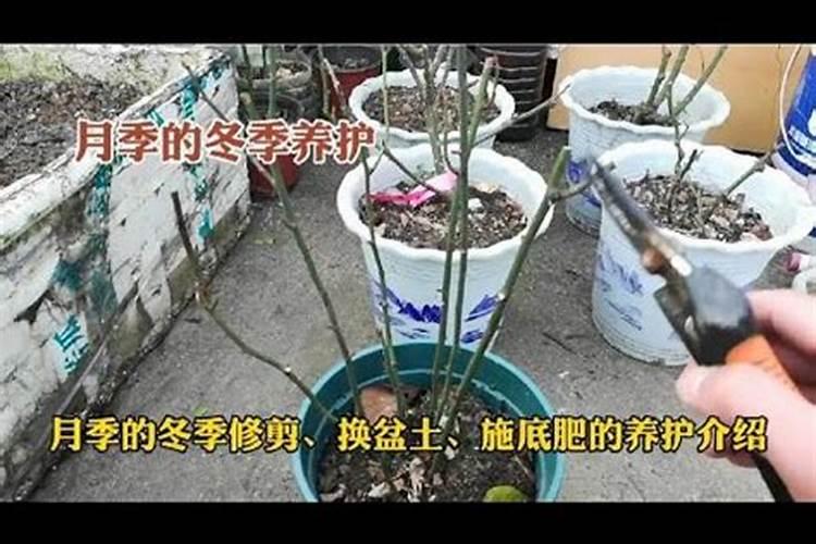 在养花时如何使用磷肥