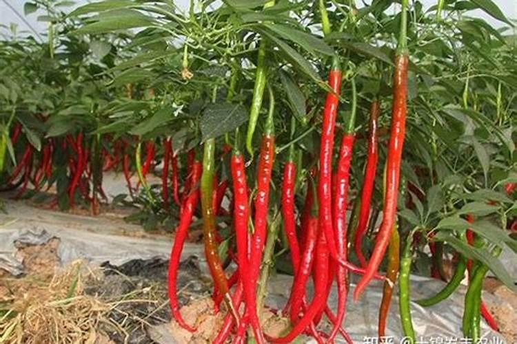 水稻怎么施尿素肥最好