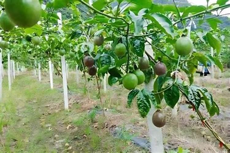 百香果花期要施什么肥才能结果？