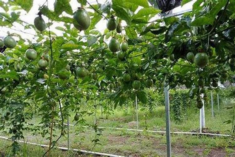 百香果花期要施什么肥才能结果