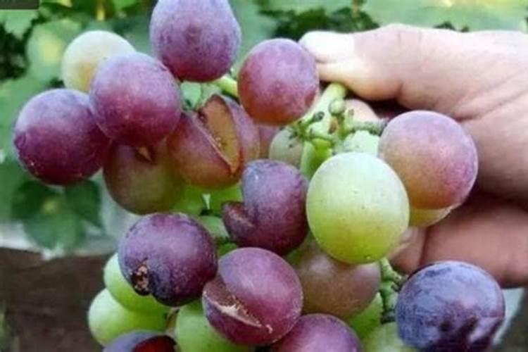 萝卜施肥方法总结 怎么追肥