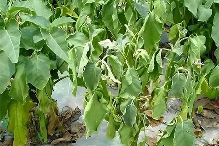 花卉叶面肥多久喷一次比较好 叶面肥打多了有害吗