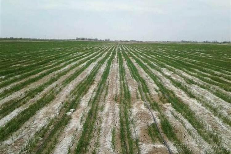 氮肥过量会烧苗吗