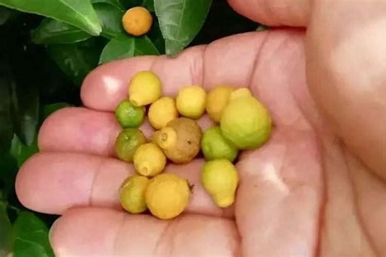 生根粉是什么 生根粉的使用方法有哪些