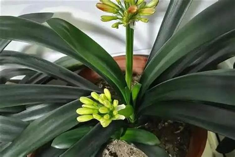 苔藓苗蓝莓好不好