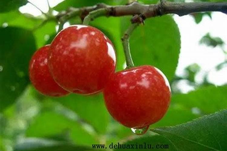 脐橙施什么肥最好