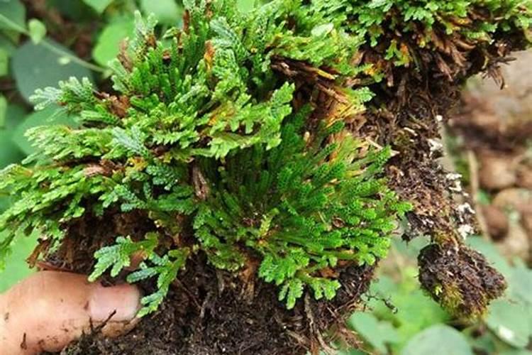 柏树下的腐叶土可以种兰花吗