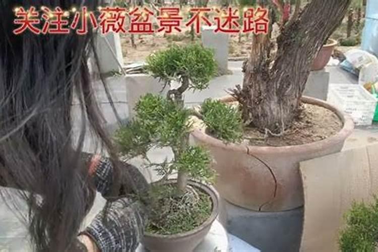 花土的问题用柏树的落叶可以掺在花土里吗？我在一片柏树林里收了一大