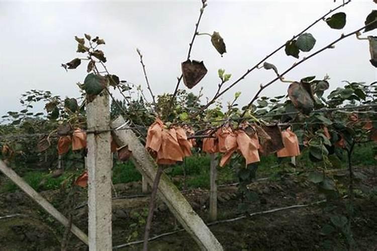 云南几十年的辣椒树