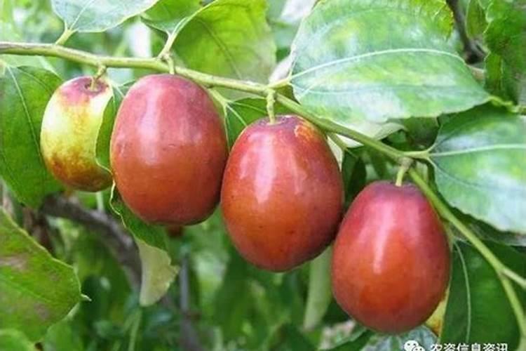 枣树施肥管理是怎样的