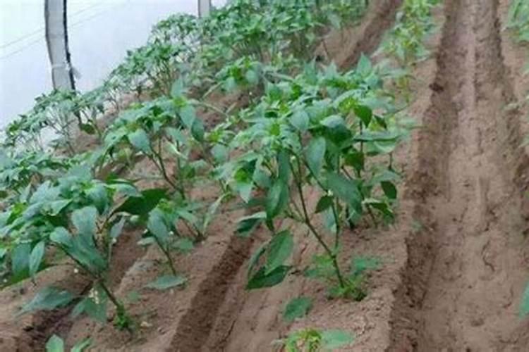 羽毛枫树怎样施肥