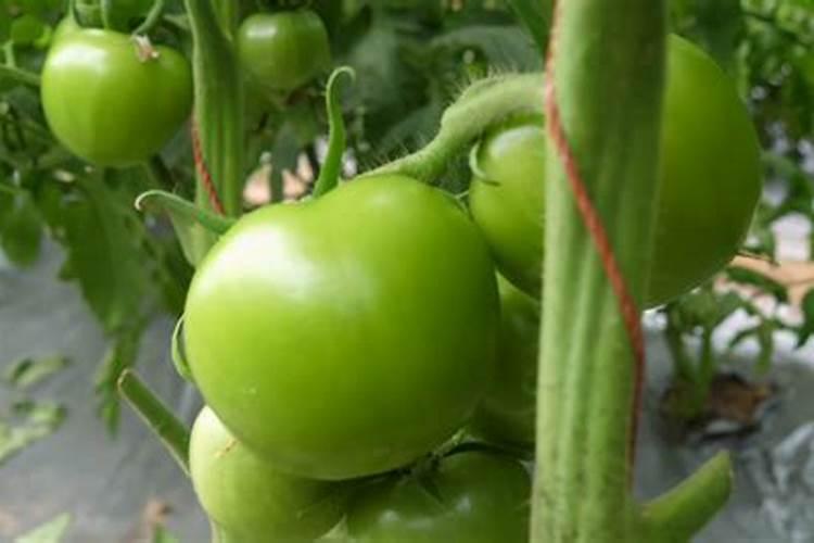 大番茄什么时期补充钙肥合适