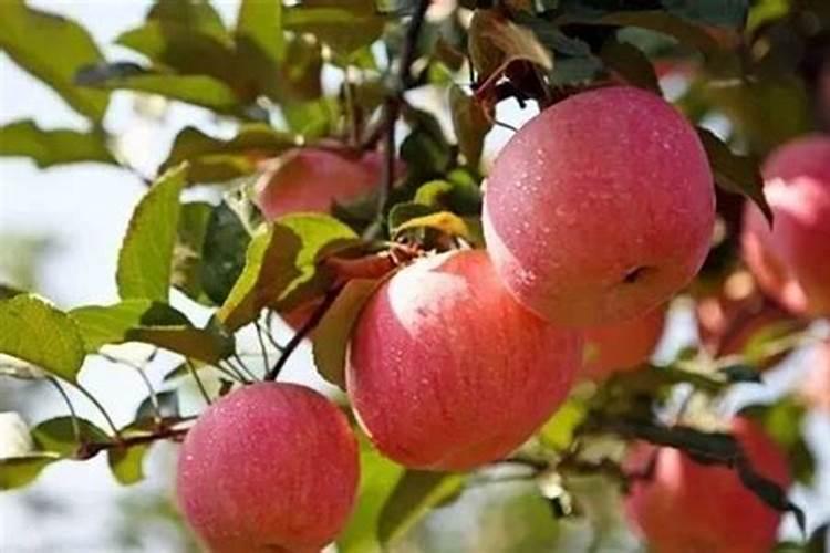 能促进果树花芽分化八九月份施什么肥最好？