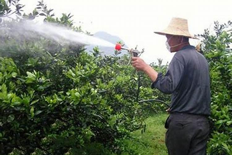 果树结果期用哪种水溶肥效果好？果树膨大期施肥怎么施？