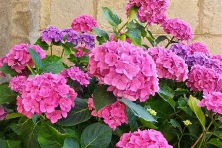 绣球叶子边缘干枯焦了