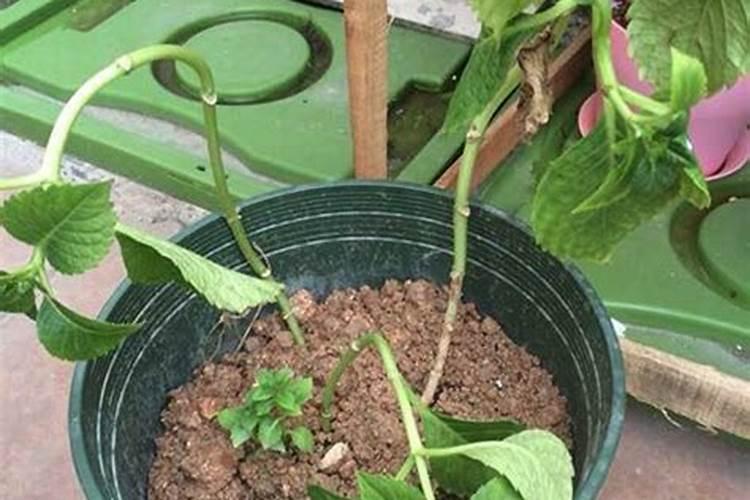 绣球有花苞了该怎么施肥