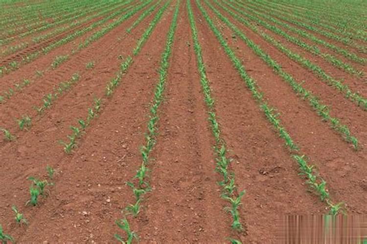 龙血树施肥什么肥料好