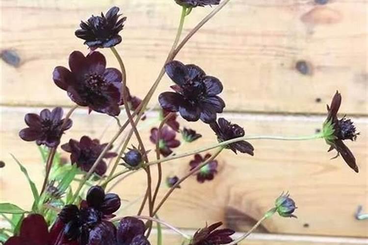 巧克力过期了十大妙用